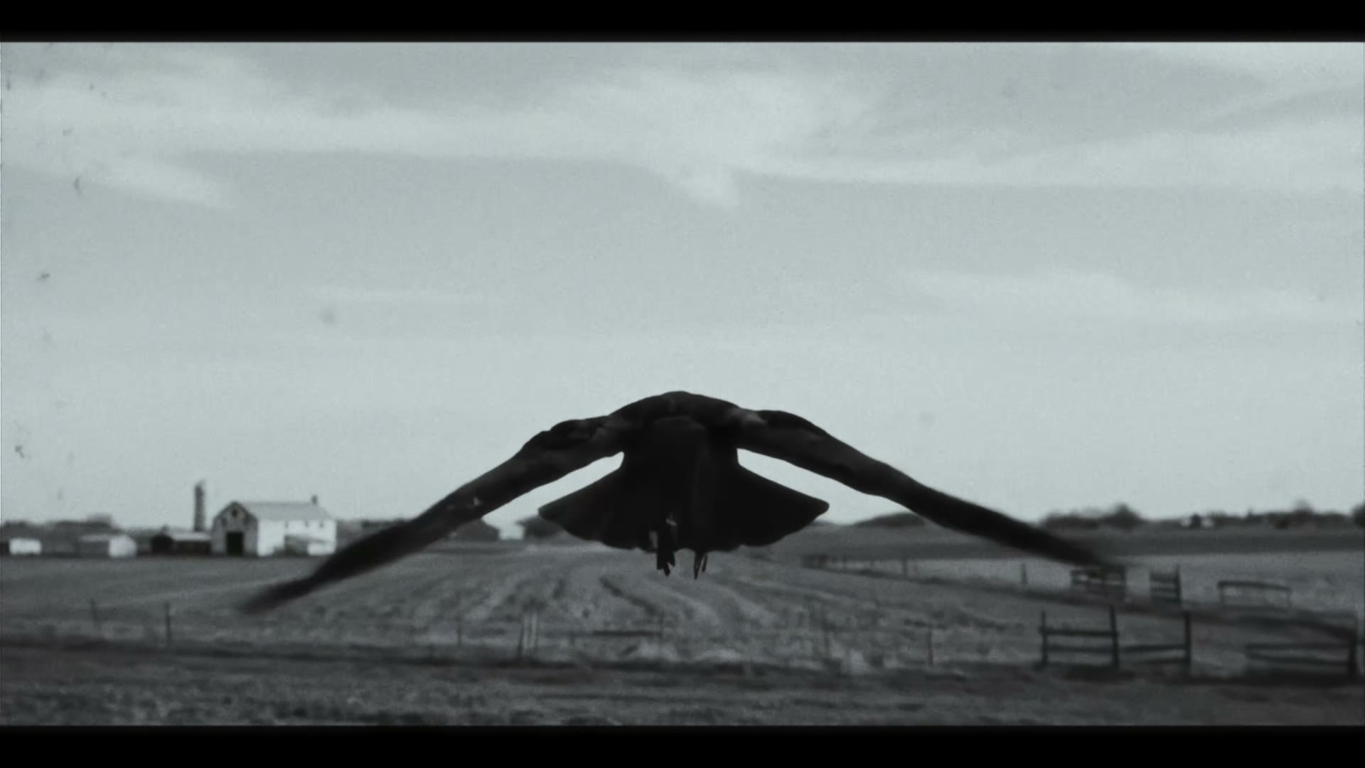 The raven